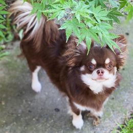 Mila - Chihuahua