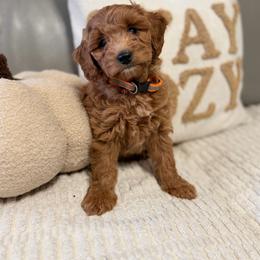Orange boy 1 - Cream male Goldendoodle puppy in Sacramento, California from Golden Heart Doodles