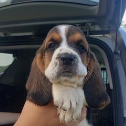 Basset Hounds from Gann's Little Darlings