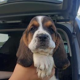 Basset Hounds from Gann's Little Darlings