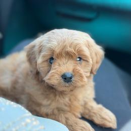 Rudy - Red male Cavapoo puppy in Hardin, Texas from Oodlesoflildoodles