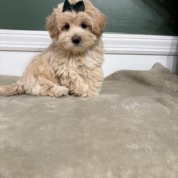 Othello - Cream male Maltipoo puppy in Philadelphia, Pennsylvania from HMH’s Boxers, Maltipoos & Cavaliers