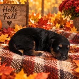 Nutella - Black and tan female Cavapoo puppy in Myrtle Beach, South Carolina from Colorful-K9'S