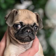 Daisy - Fawn Pug puppy in Greeneville, Tennessee from Bear Mountain Farms