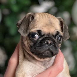 Daisy - Fawn Pug puppy in Greeneville, Tennessee from Bear Mountain Farms