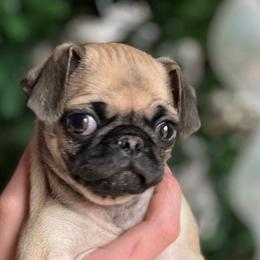 Daisy - Fawn Pug puppy in Greeneville, Tennessee from Bear Mountain Farms