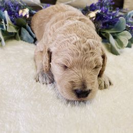 Bernedoodle and Labradoodle Puppies from Royal Doodles