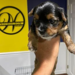 Rottweiler and Yorkshire Terrier Puppies from Superior Family Kennels