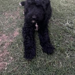 Boy 1 - Black Bernedoodle puppy in Oklahoma from Prairie Bernedoodles
