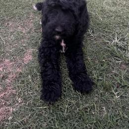 Boy 1 - Black Bernedoodle puppy in Oklahoma from Prairie Bernedoodles