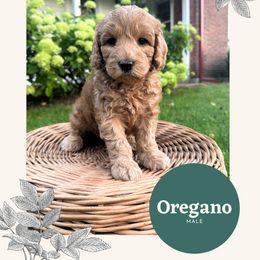 Oregano - Red male Australian Labradoodle puppy in Mendon, Massachusetts from New England Labradoodles