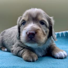 Jeremiah - Dapple male Dachshund puppy in Hendersonville, North Carolina from Kim's Cove