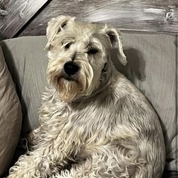 Ryk - Miniature Schnauzer