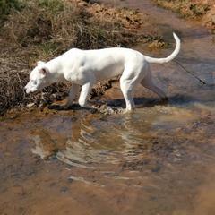 Dogo Argentino Puppies from Northern Legacy Dogos