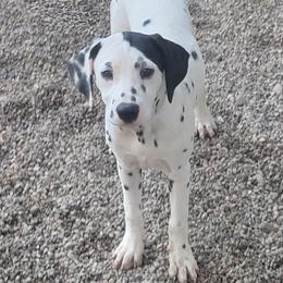 Girl 5 - female Dalmatian puppy in Owosso, Michigan from Dreammaker Dalmatians