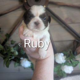 Ruby - Liver and white female Shih Tzu puppy in Poultney, Vermont from Morgan's Shih Tzus