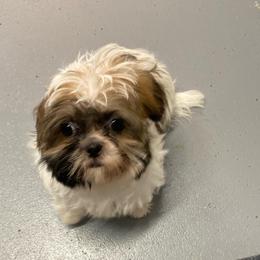 Boy 2 - Sable and white male Shih Tzu puppy in Zeigler, Illinois from Dandy Little  Shih Tzu, Shih Poo's and Toy Poodles