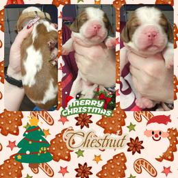 Chesnut - Red and white male English Springer Spaniel puppy in Westover, Maryland from Sterling's springer Haven