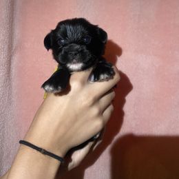 Pluto - Black male Yorkipoo puppy in Murphy, North Carolina from Christina’s Puppy Utopia