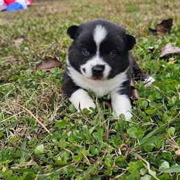 Aria - Black and white female Pomsky puppy in La Vergne, Tennessee from Atencio Pomsky