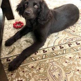Boykin Spaniel Puppies from Bayhill Boykins