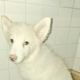 Charleston - White and red male Yakutian Laika puppy in Harlem, Georgia from Trailblazer Yakutian Laikas