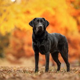 Tacoma - Labrador Retriever