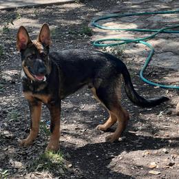 Macho - Sable male German Shepherd puppy in Boerne, Texas from Sudenblick German Shepherds