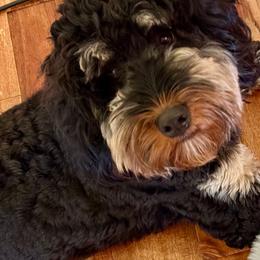 Sophie - Bernedoodle