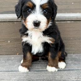 Catalina - Tri-color female Bernedoodle puppy in West Haven, Utah from Split Mountain Doodles