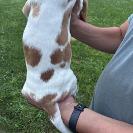 Basset Hound Puppies from Tia Blystone