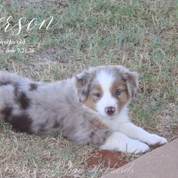 Jefferson - Red merle male Miniature Australian Shepherd puppy in Grandfield, Oklahoma from Hunt Farms Australian Shepherds
