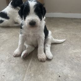 Aussiedoodle Puppies from Deason Doodles
