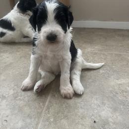 Aussiedoodle Puppies from Deason Doodles