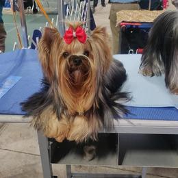 Legacy - Yorkshire Terrier
