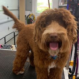 Bailey - Australian Labradoodle