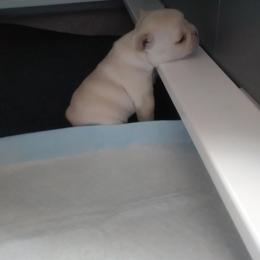 French Bulldog Puppies from Short Leg Frenchies