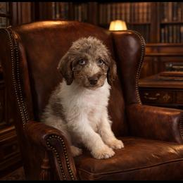 Donner - Parti male Labradoodle puppy in Candler, North Carolina from Maple Bakin’ Doodles