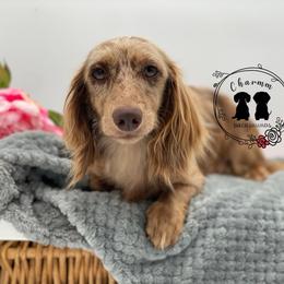 Freckles - Dachshund