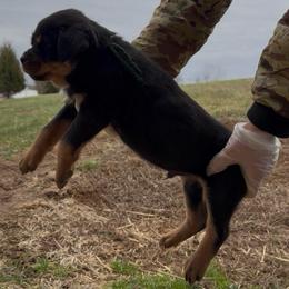 Green Collar Male - Black and rust male Rottweiler puppy in Brandenburg, Kentucky from Boss Rottweiler Haus