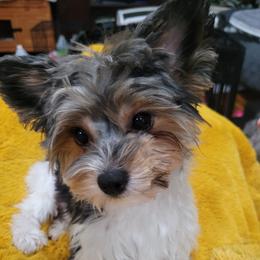 Lilly - Yorkshire Terrier