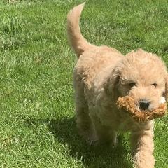 Double Doodle Puppies from Riverside Doodles in Seattle (double doodles)