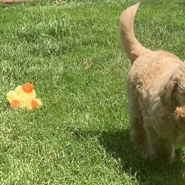 Double Doodle Puppies from Riverside Doodles in Seattle (double doodles)