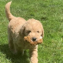 Double Doodle Puppies from Riverside Doodles in Seattle (double doodles)