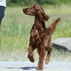 Soleil - Irish Setter
