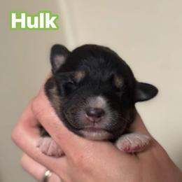 Hulk - Black tri-color male Australian Shepherd puppy in Rapid River, Michigan from Echolight Australian Shepherds