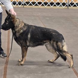 German Shepherd All Grown Up from Alten Kreigern GSD