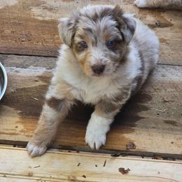 DORY Red merle (with natural bobbed tail) - Red merle female Australian Shepherd puppy in Rainsville, Alabama from Chaparro Farm Aussies