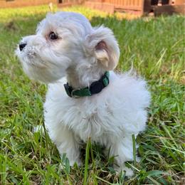 Dior - Wheaten female Miniature Schnauzer puppy in Byron, Georgia from Smilee Schnauzers