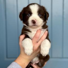 Knickknack - Red & white male Miniature American Shepherd puppy in Herriman, Utah from Painted Blue Aussies